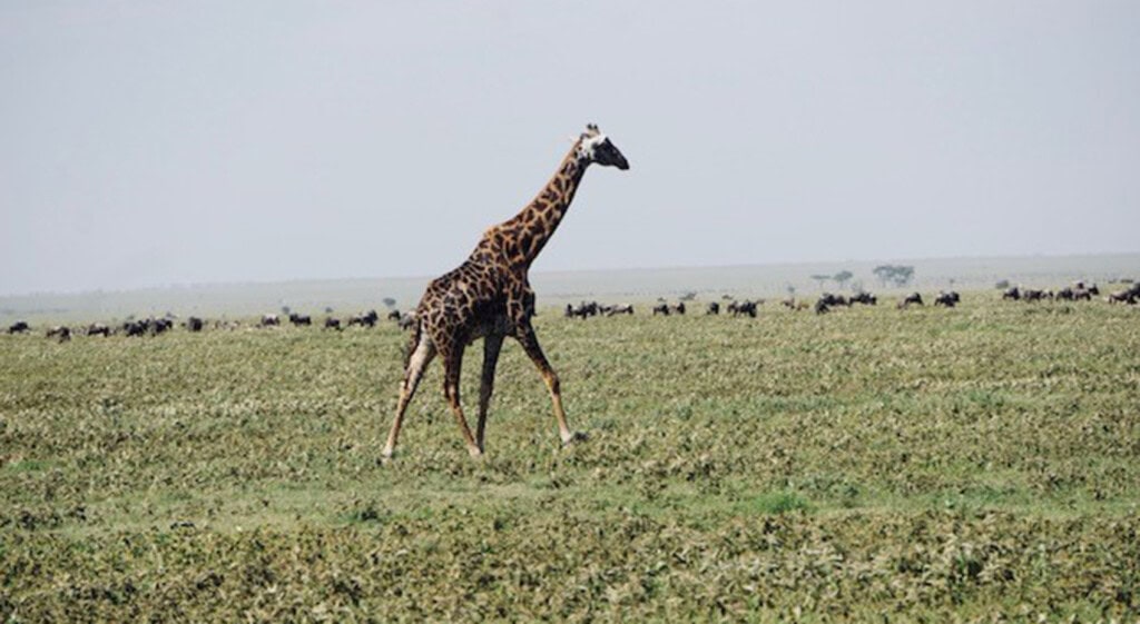 Giraffe Serengeti