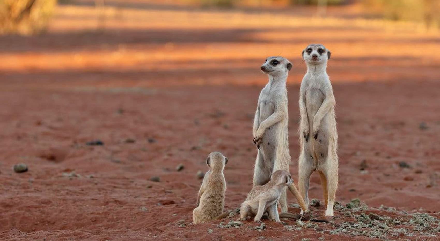 Erdmännchen in Namibia