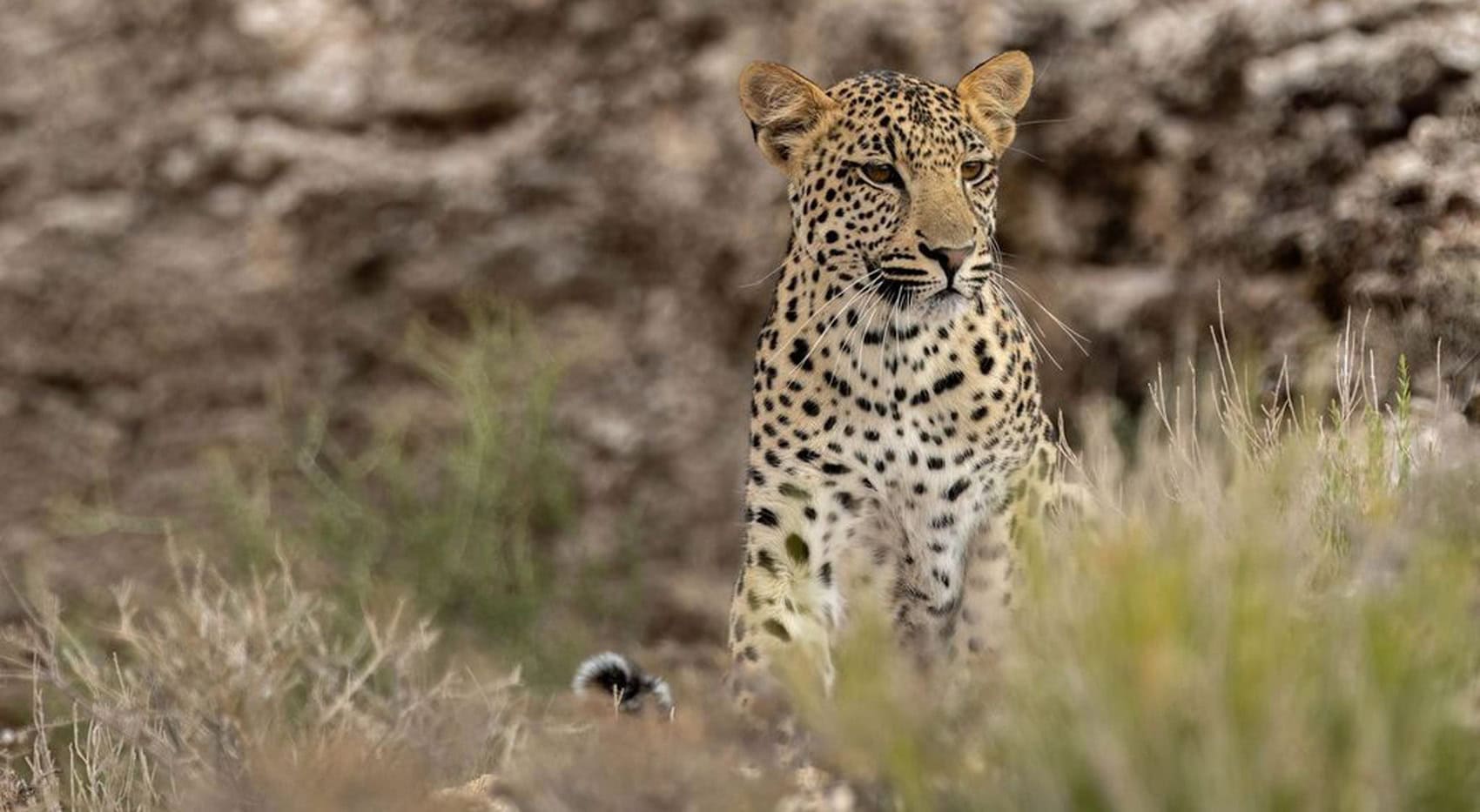 Ein Leopard in Namibia.