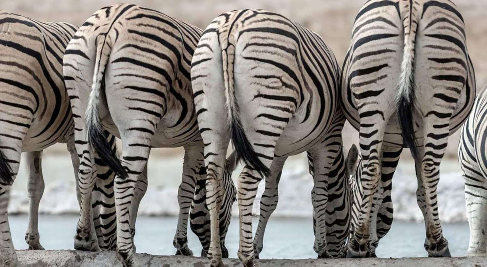 Vier Zebras von hinten.