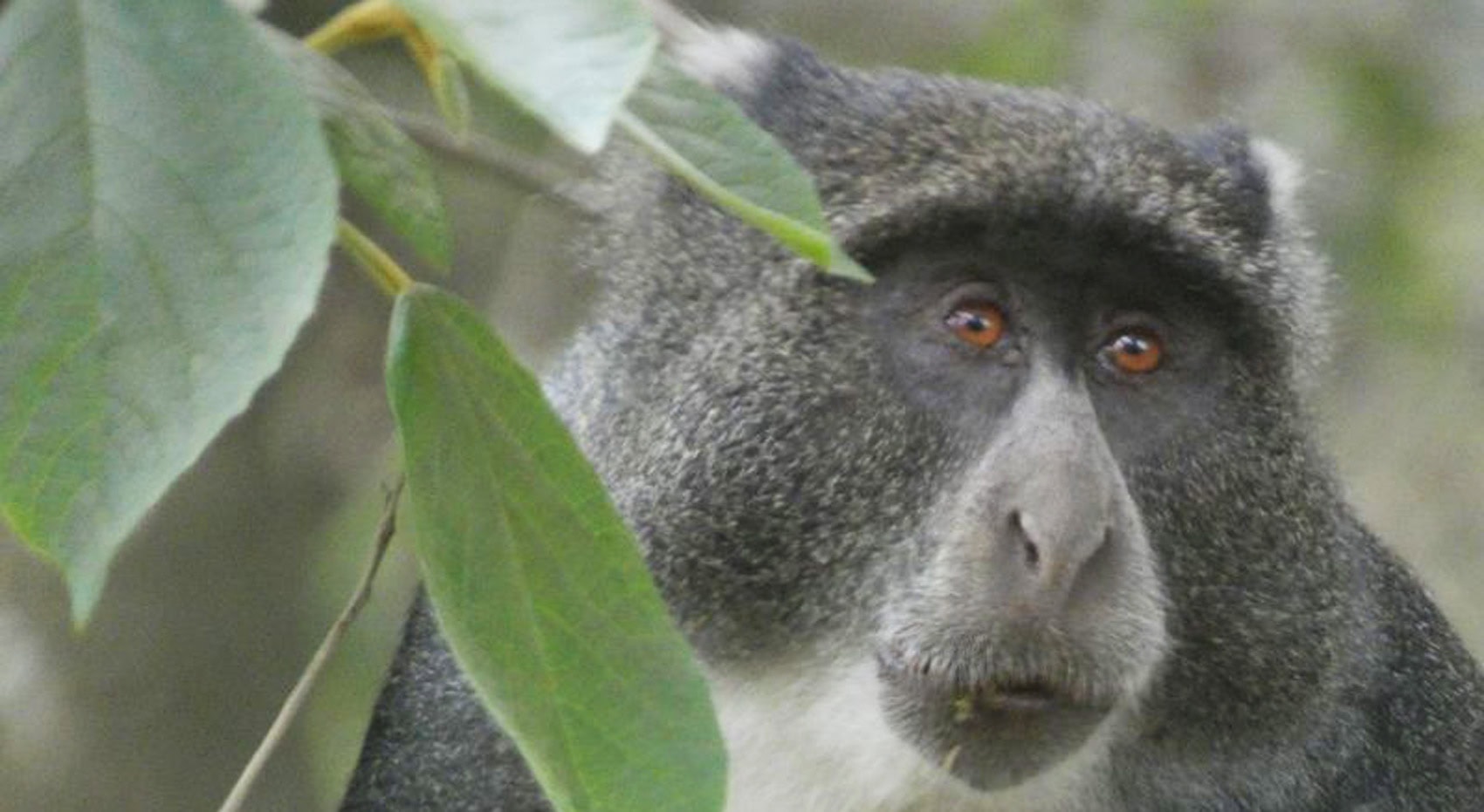 Ein Colobus Affe auf Safari in Tansania.