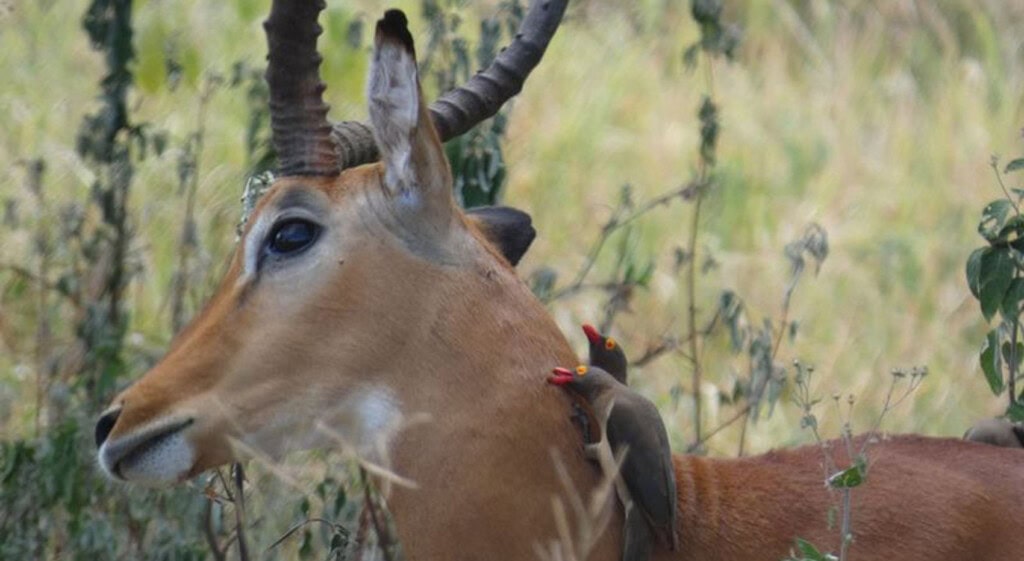 Ein Impala mit Madenhacker am Hals.