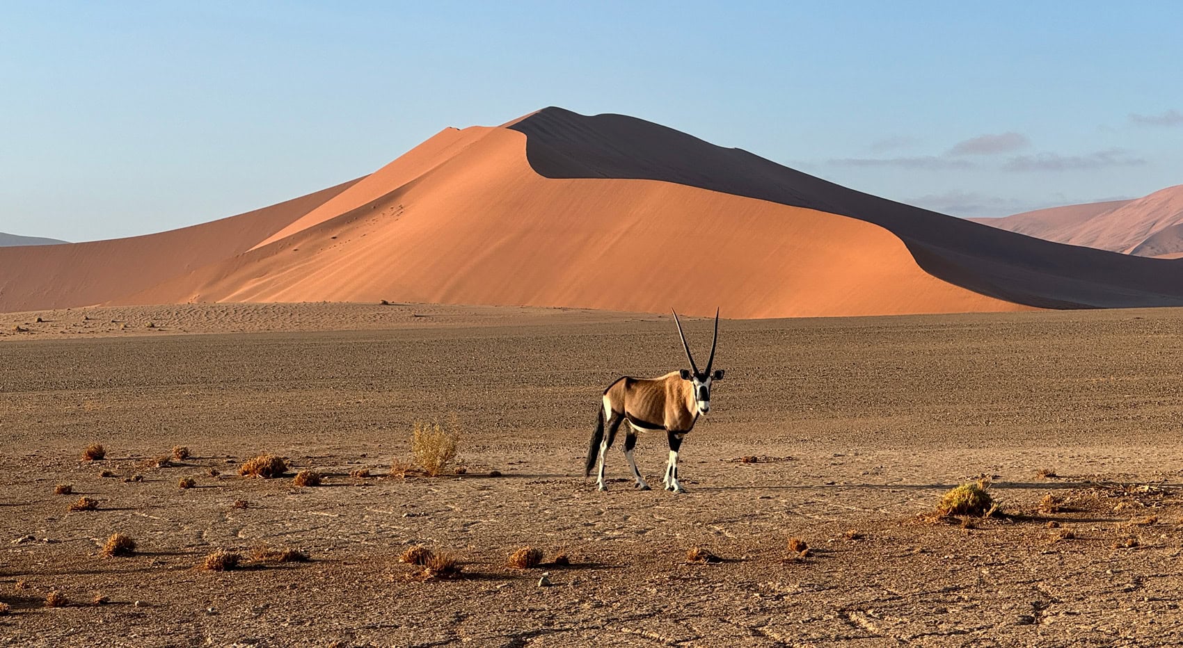 Ein Oryx in der Wüste in Namibia. Ein Oryx in der Wüste in Namibia.