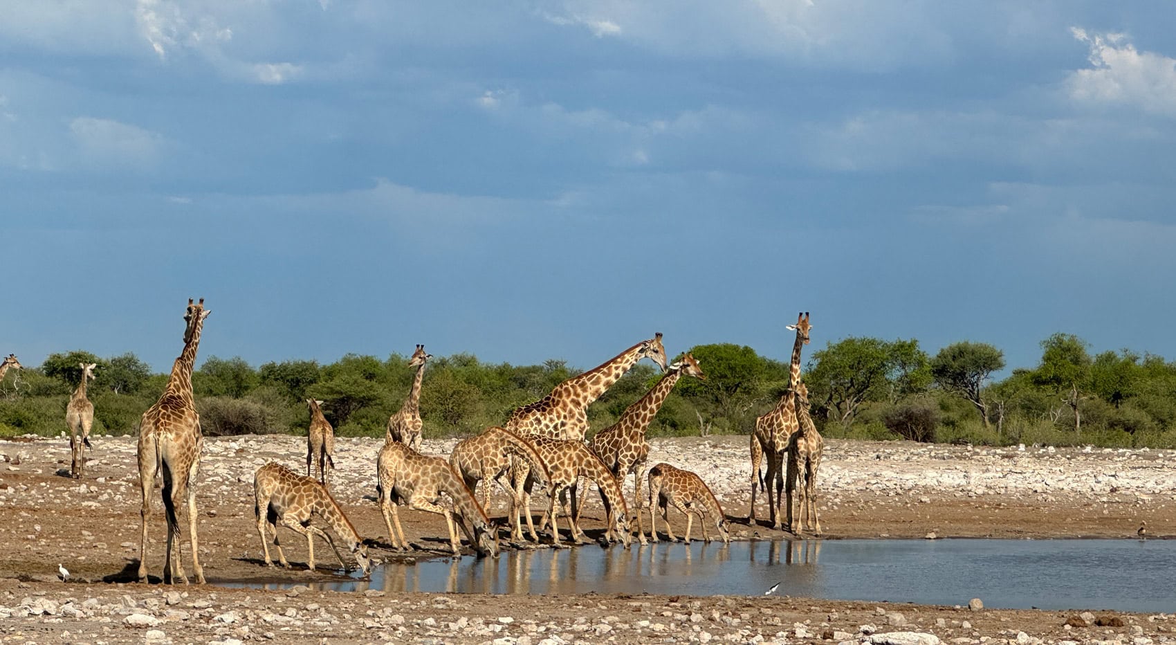 Giraffen in Namibia Giraffen in Namibia