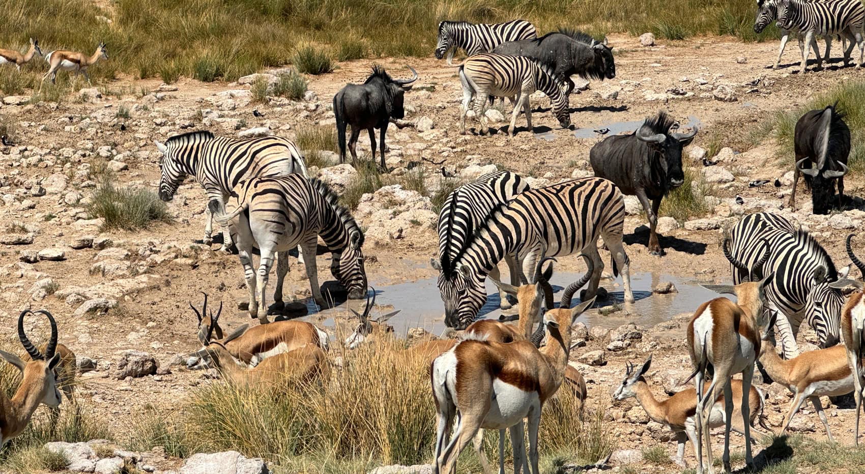 Zebras, Gnus und Grantz Gazellen in Namibia. Zebras, Gnus und Grantz Gazellen in Namibia.