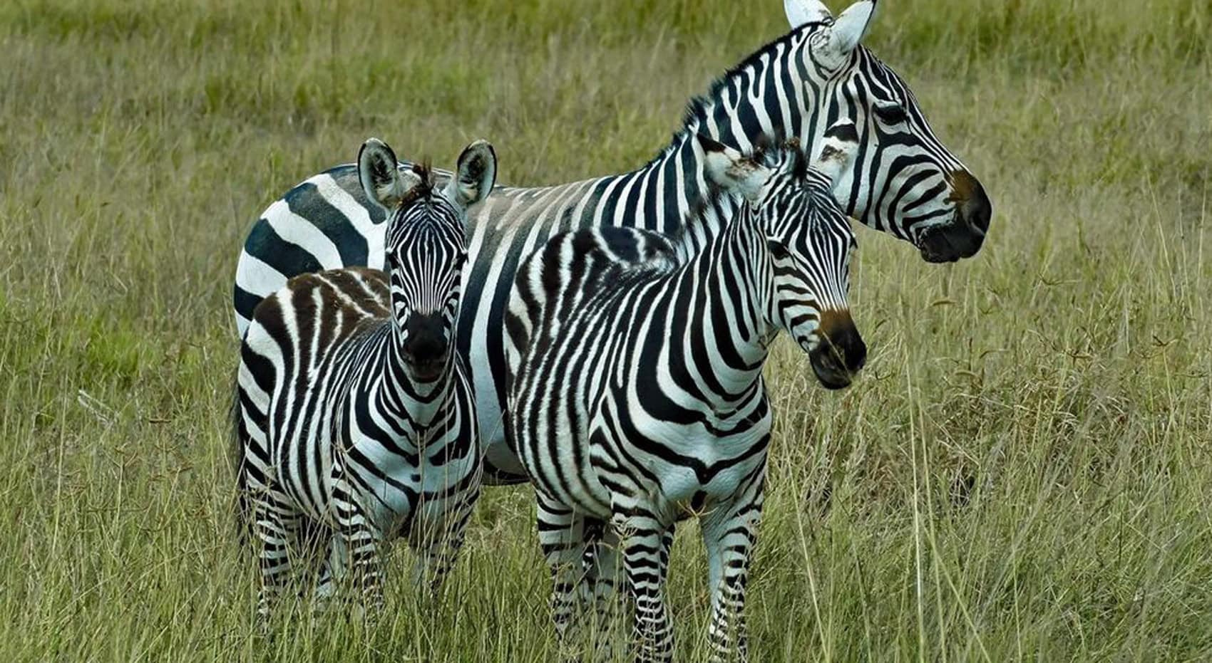 Zebras in der Masai Mara.