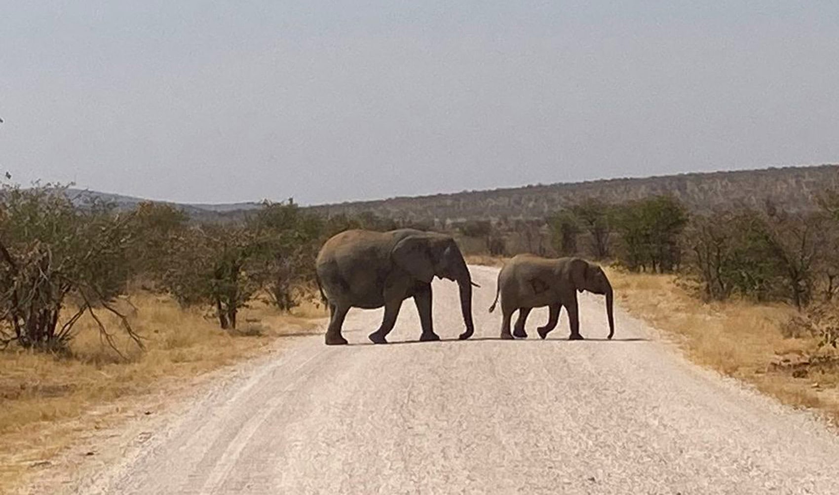 Elefanten überqueren eine Straße in Namibia. 