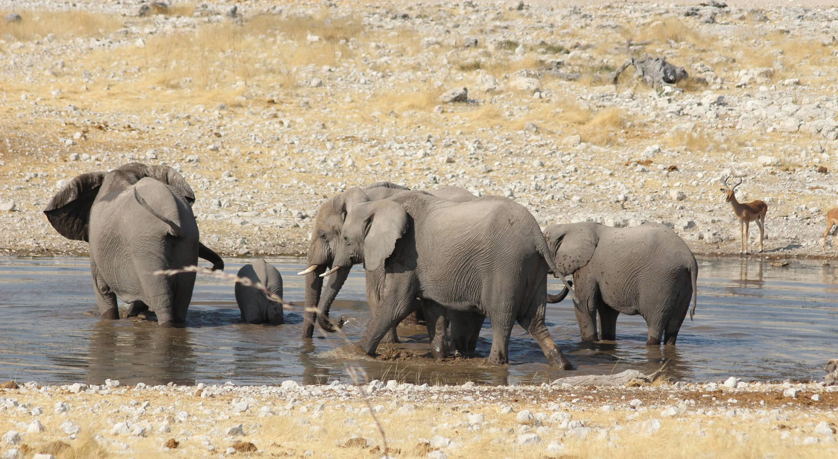 Elefanten in Namibia.