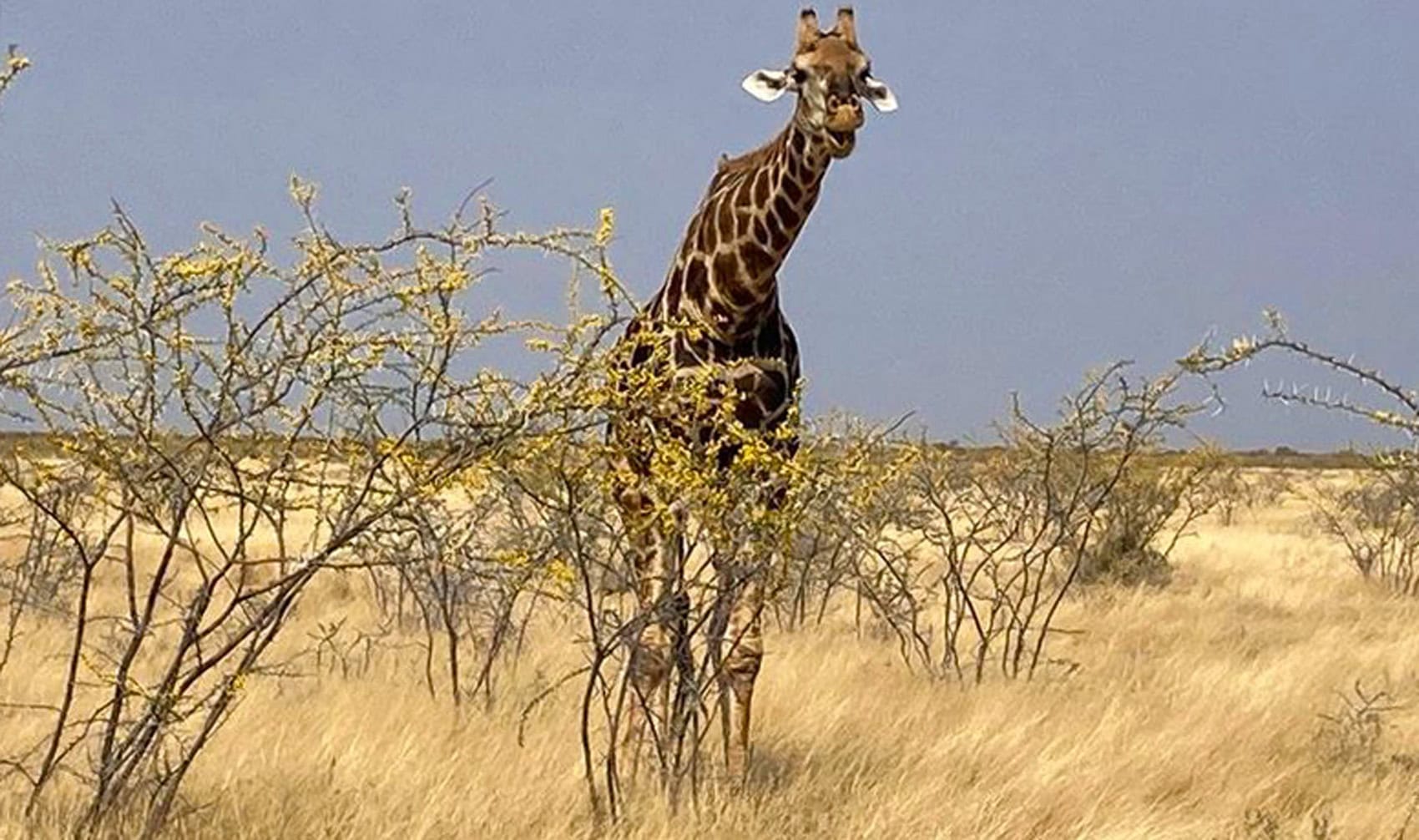 Giraffe in Namibia