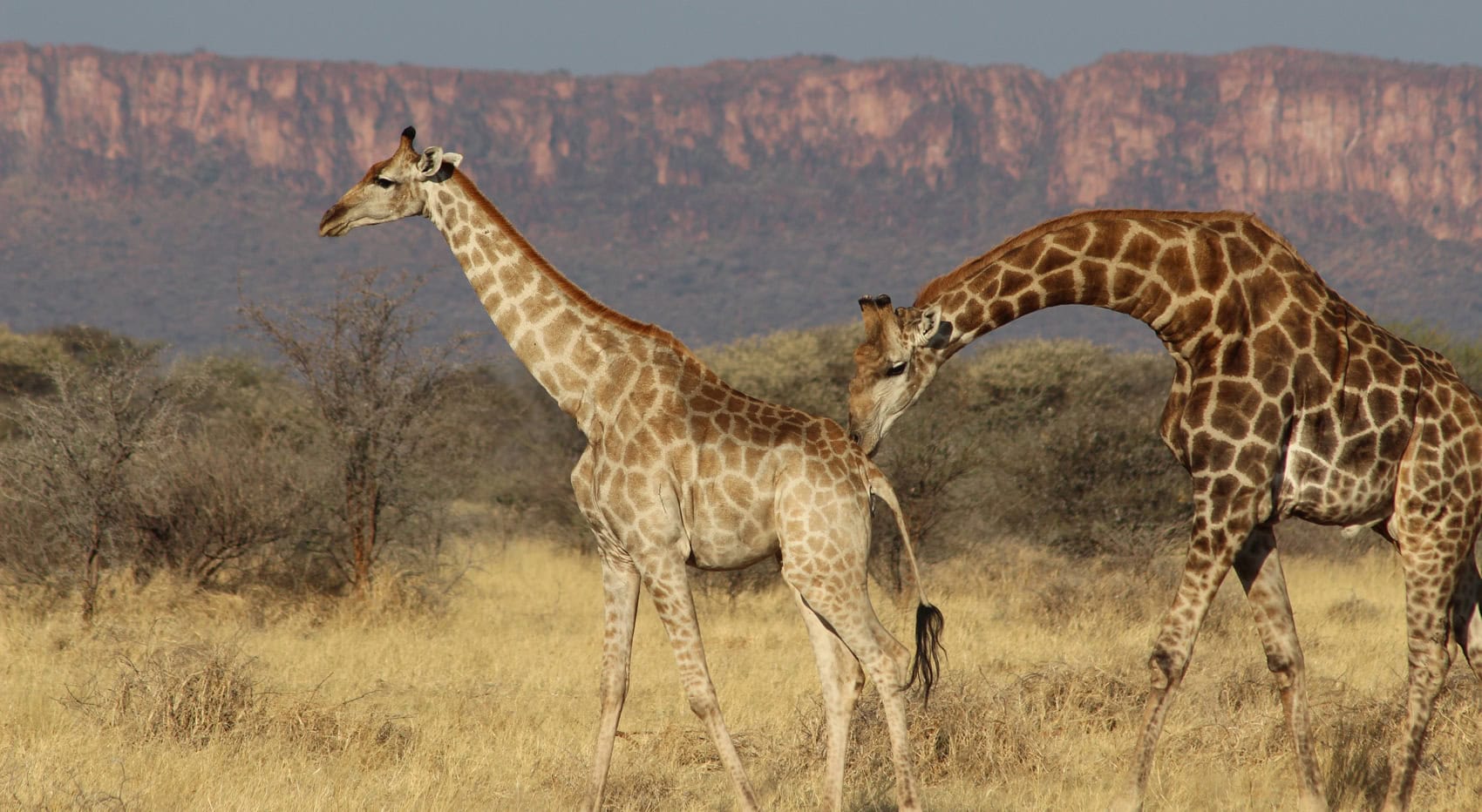 Giraffen in Namibia.