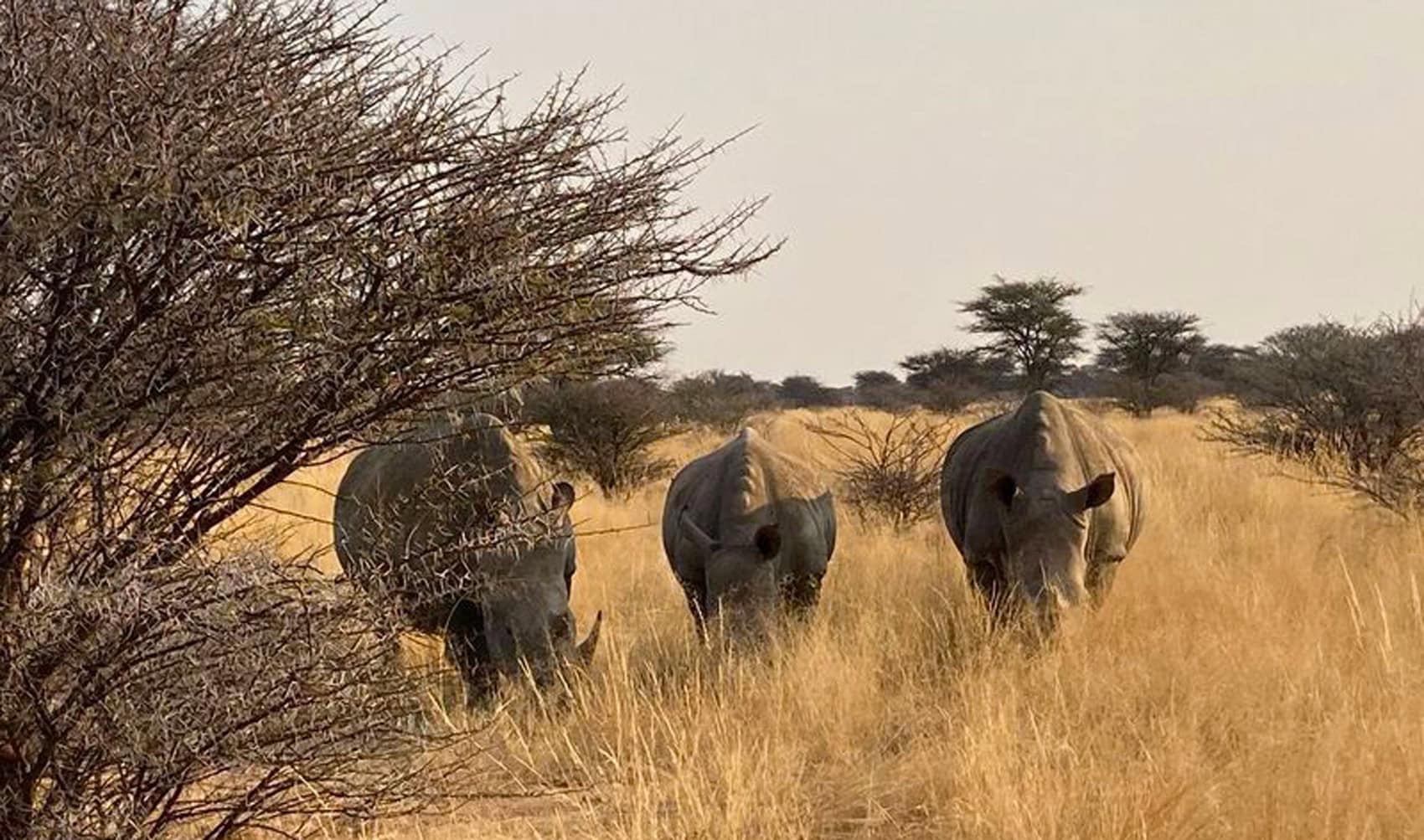 Drei Nashörner beim Grasen in Namibia. 