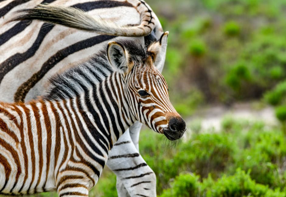 Zebra Mama und Junges in der Regenzeit in Südafrika.
