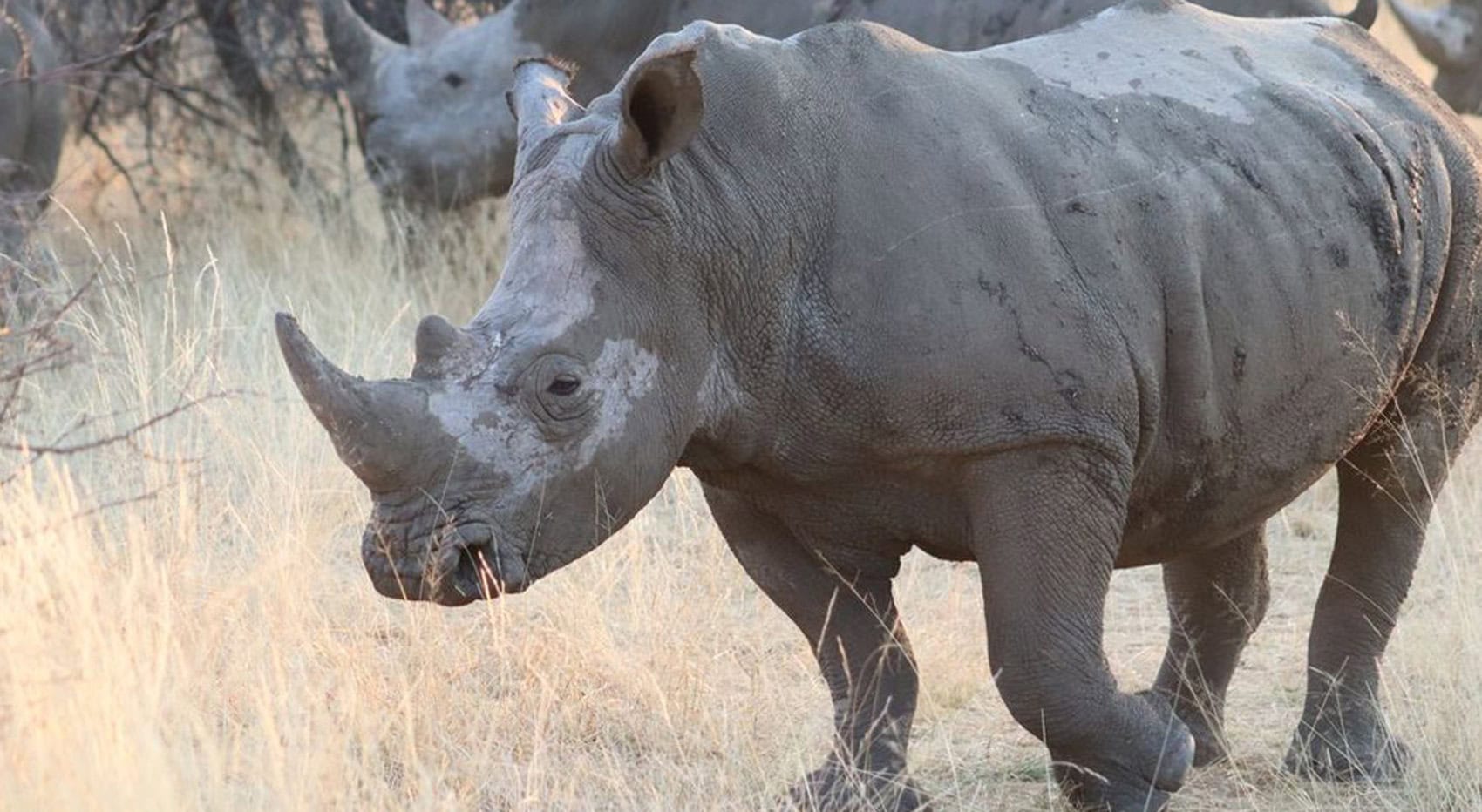 Ein Nashorn in Namibia.