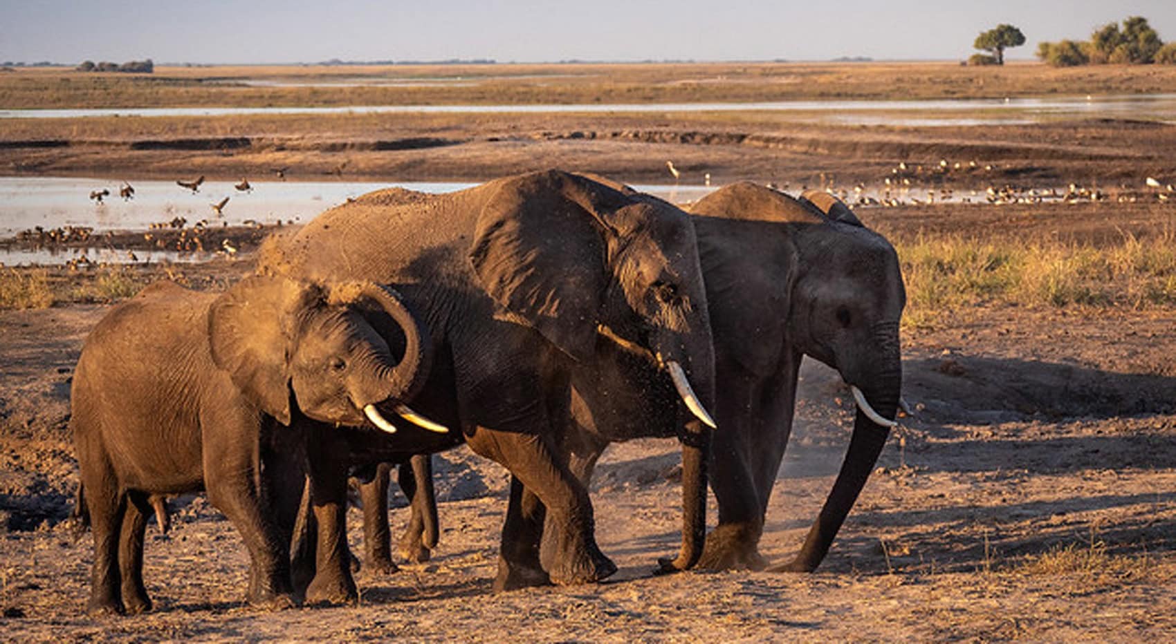 Junge Elefanten in Botswana.