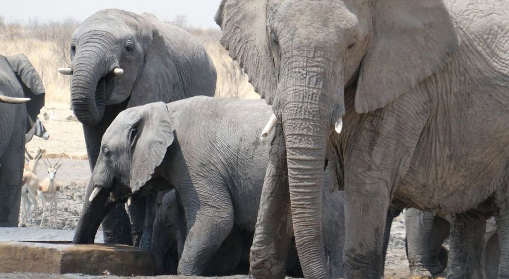 Elefanten in Namibia. 