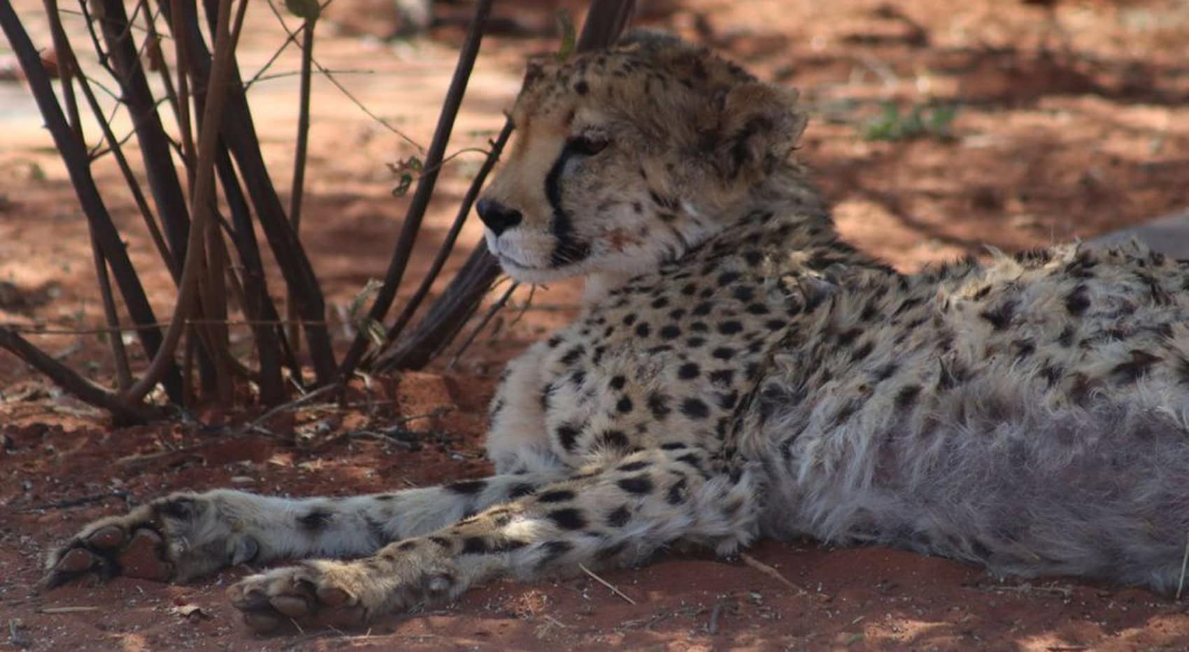 Ein Gepard im Schatten in Namibia.