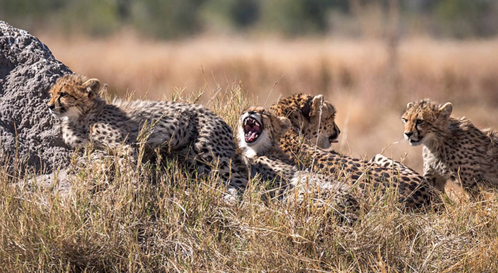 Eine Geparden-Familie in Botswana.