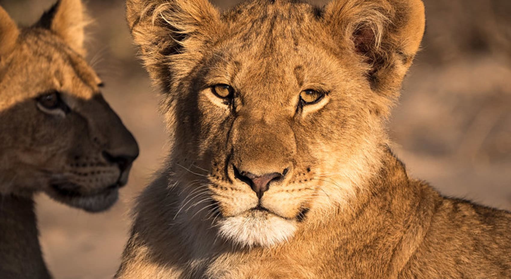Junge Löwen in Botswana. 
