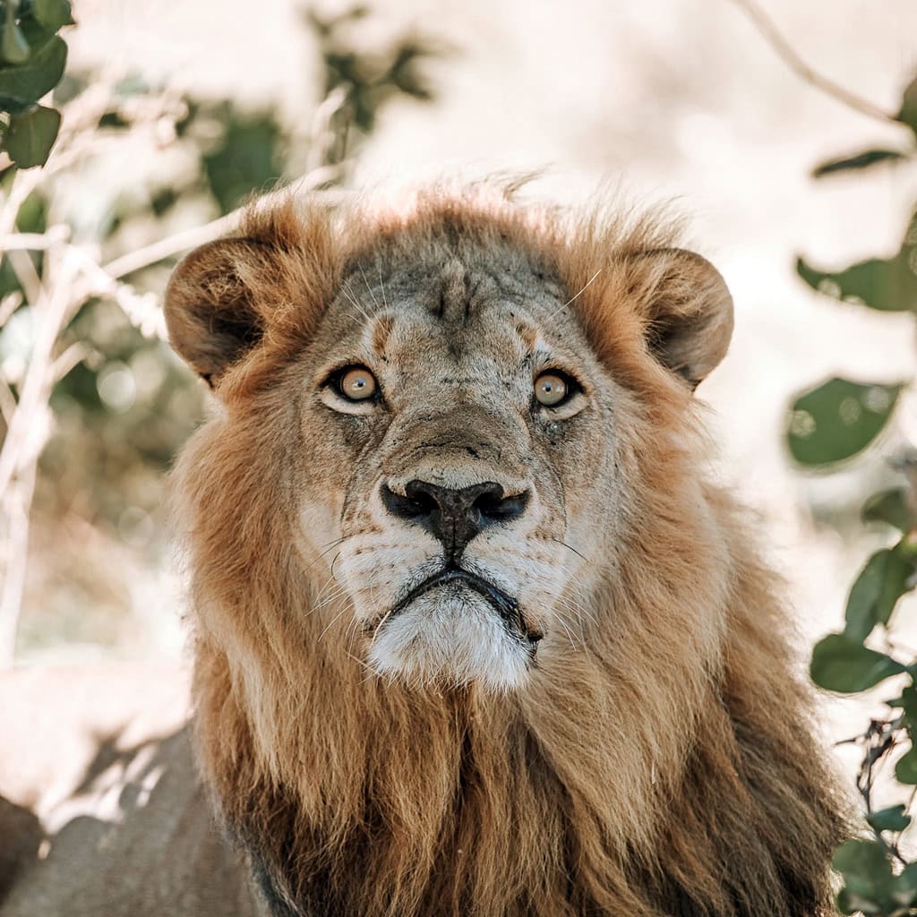 Männlicher Löwe in der Savuti Region