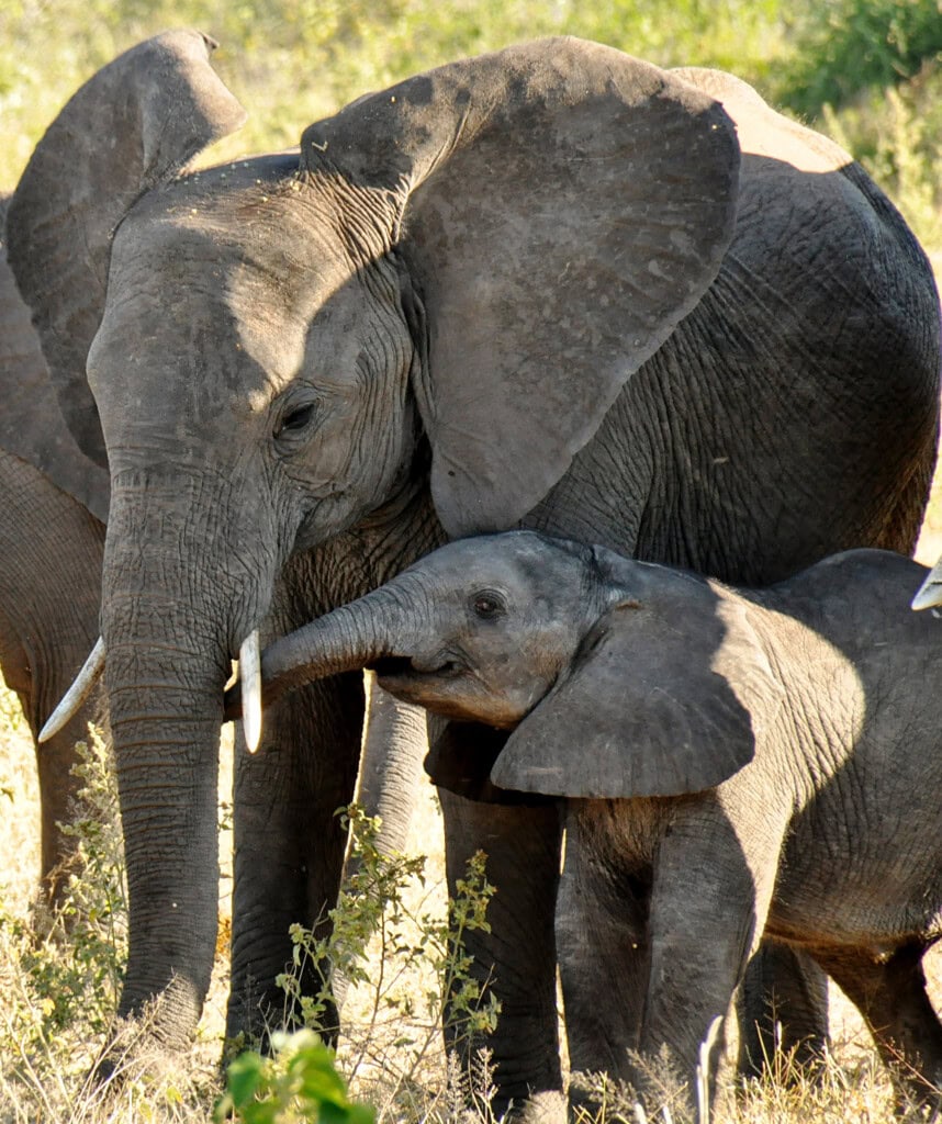 Elefantenherde Botswana