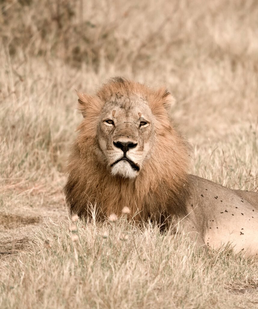 Männlicher Löwe in der Savuti Region