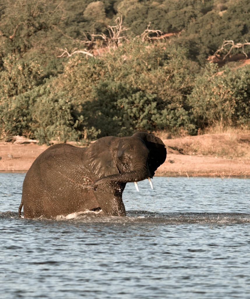 Elefant im Chobe Fluss