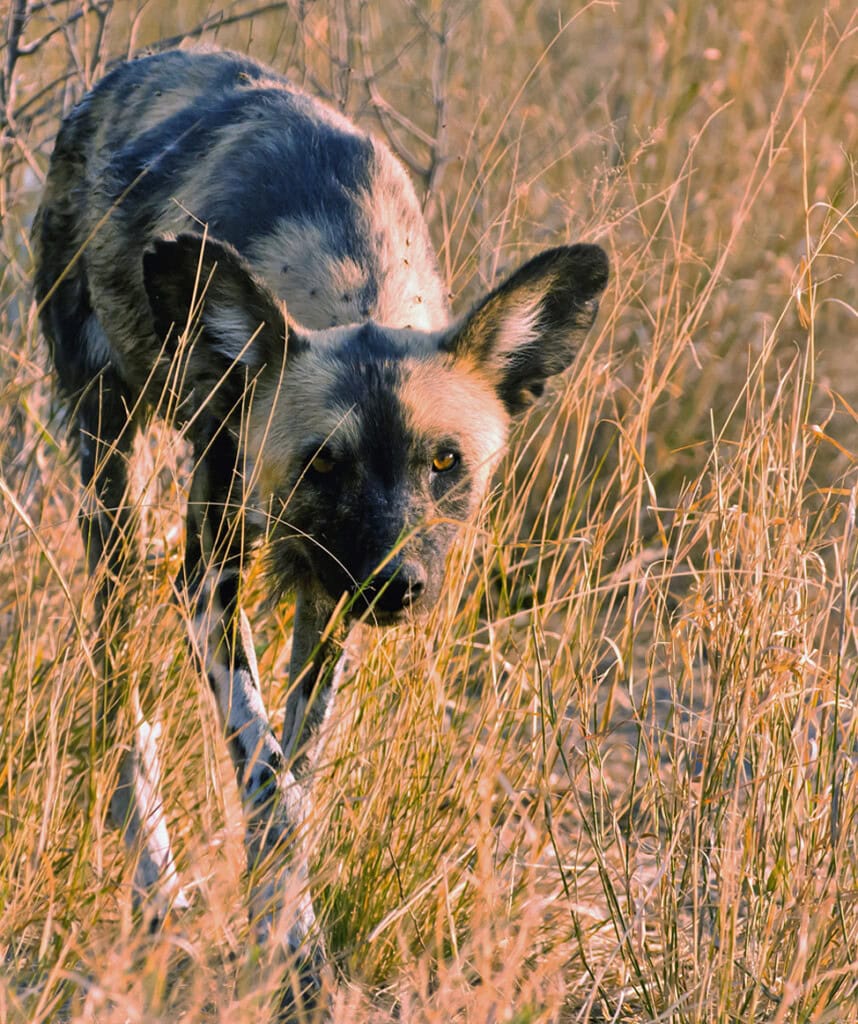Afrikanischer Wildhund pirscht sich durch Gras