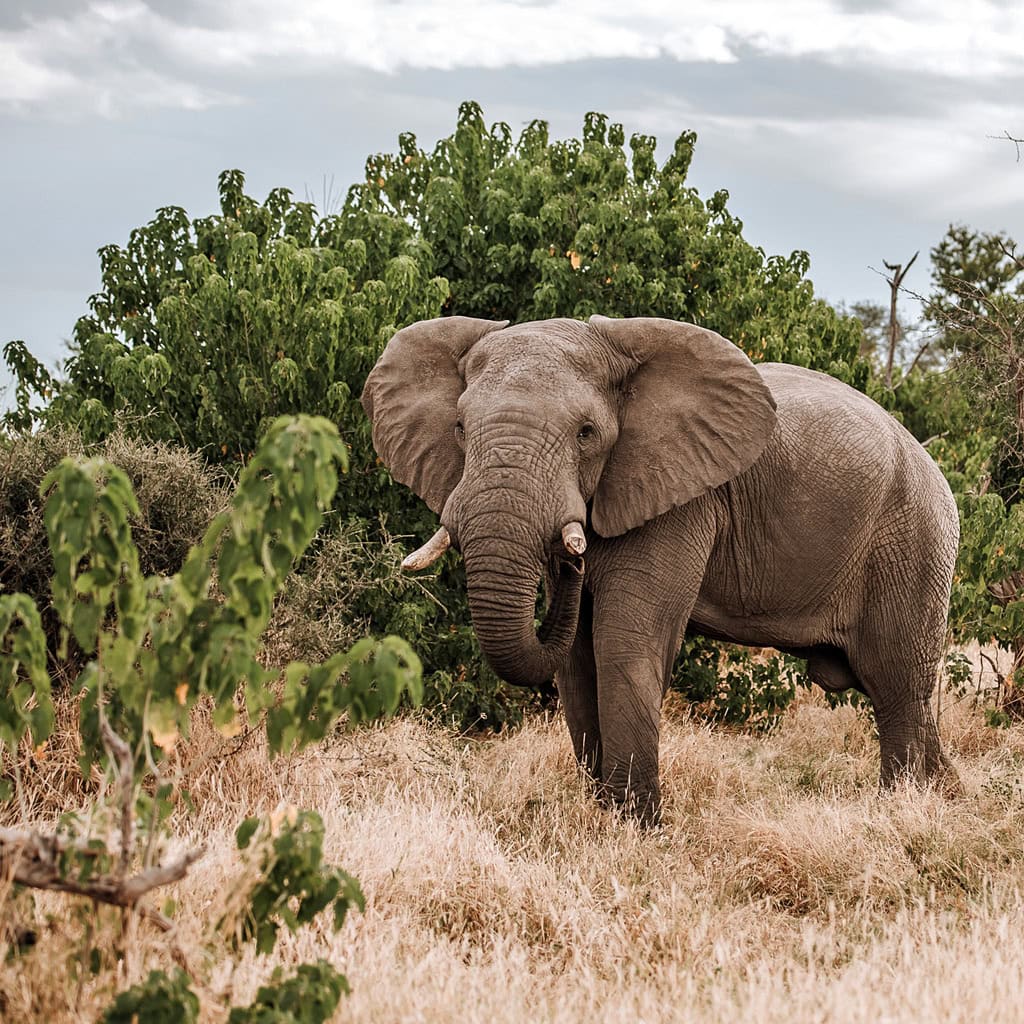 Elefant auf einer Pirschfahrt in Botswana