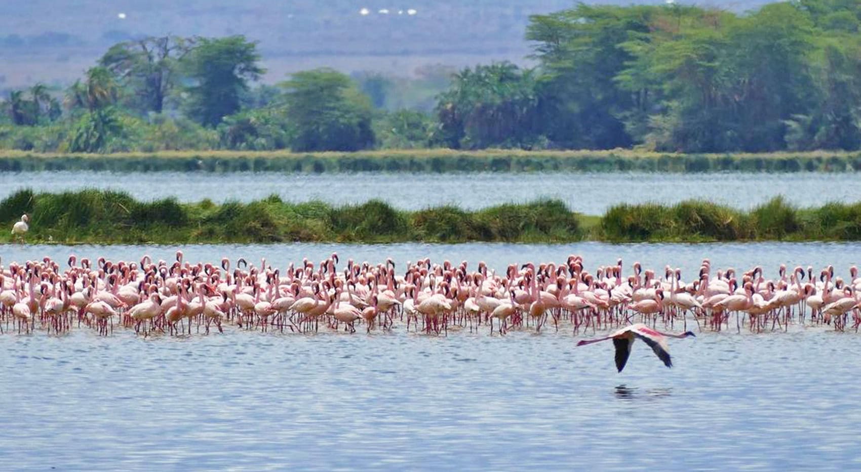 Flamingos im Amboseli Nationalpark in Kenia. 