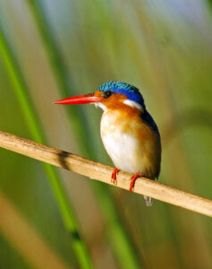 Eisvogel auf einem Ast in Botswana