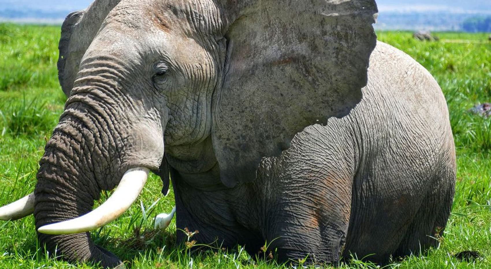 Ein Elefant im Sumpf im Amboseli Nationalpark.