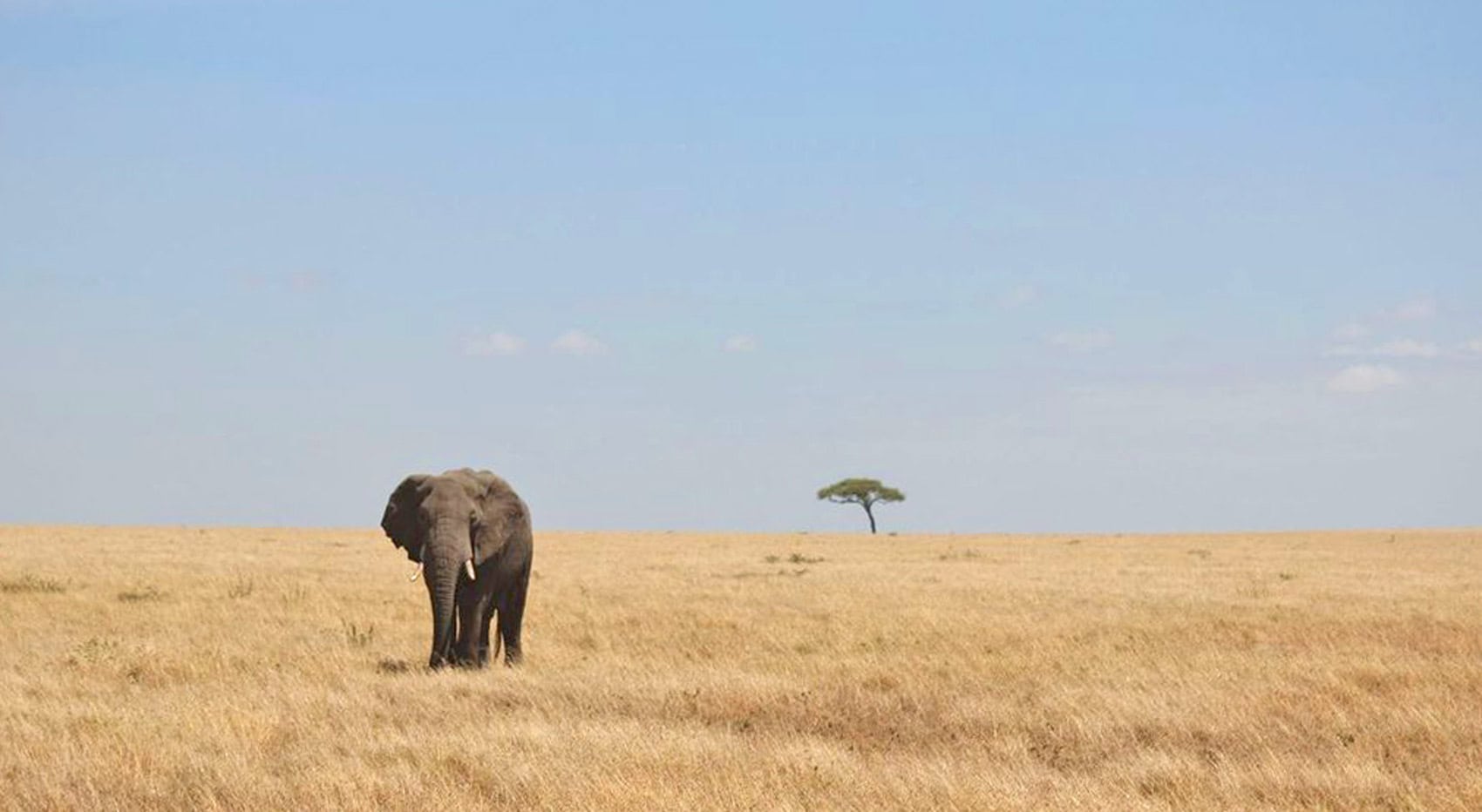 Ein Elefant in der Serengeti.