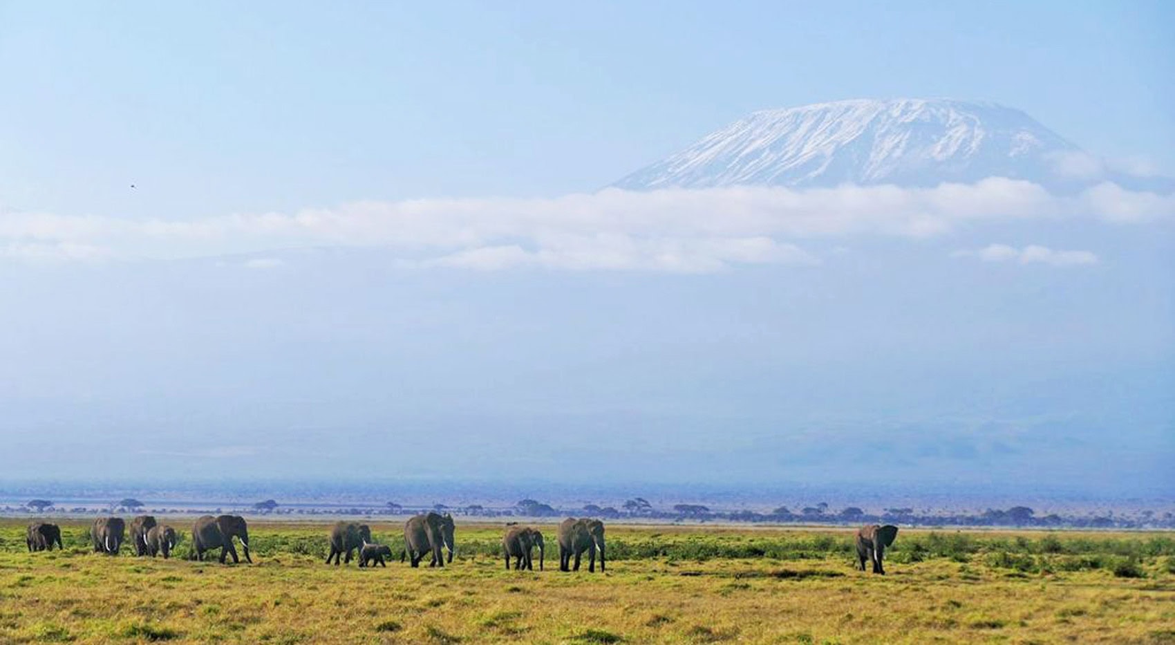 Elefanten im Amboseli Nationalpark mit dem Kilimandscharo im Hintergrund.