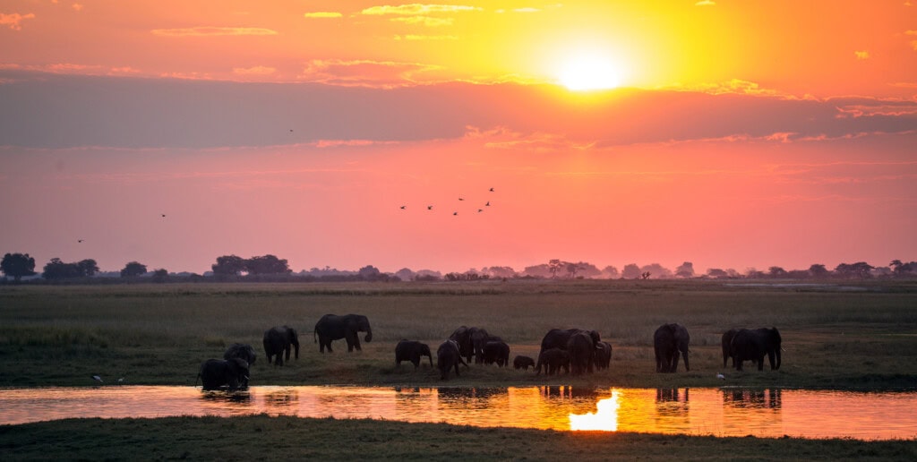 Elefanten am Wasserloch in Botswana bei Sonnenuntergang