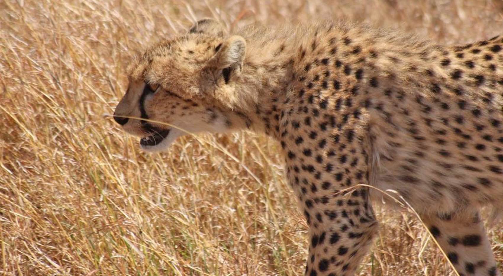 Ein Gepard in der Serengeti.