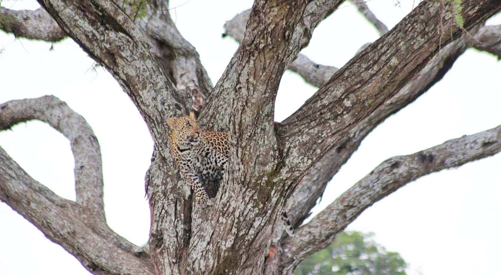 Ein Leopard in einem Baum im Tarangire Nationalpark.
