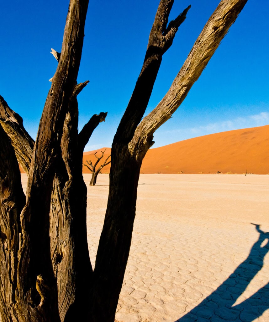 Namib-Wüste die alten Bäume sind beliebte Fotomotive