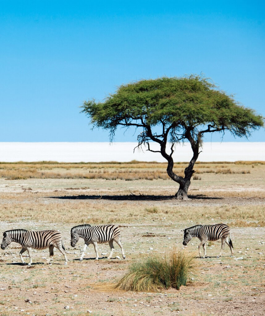 Salzpfanne im Etosha Nationalpark
