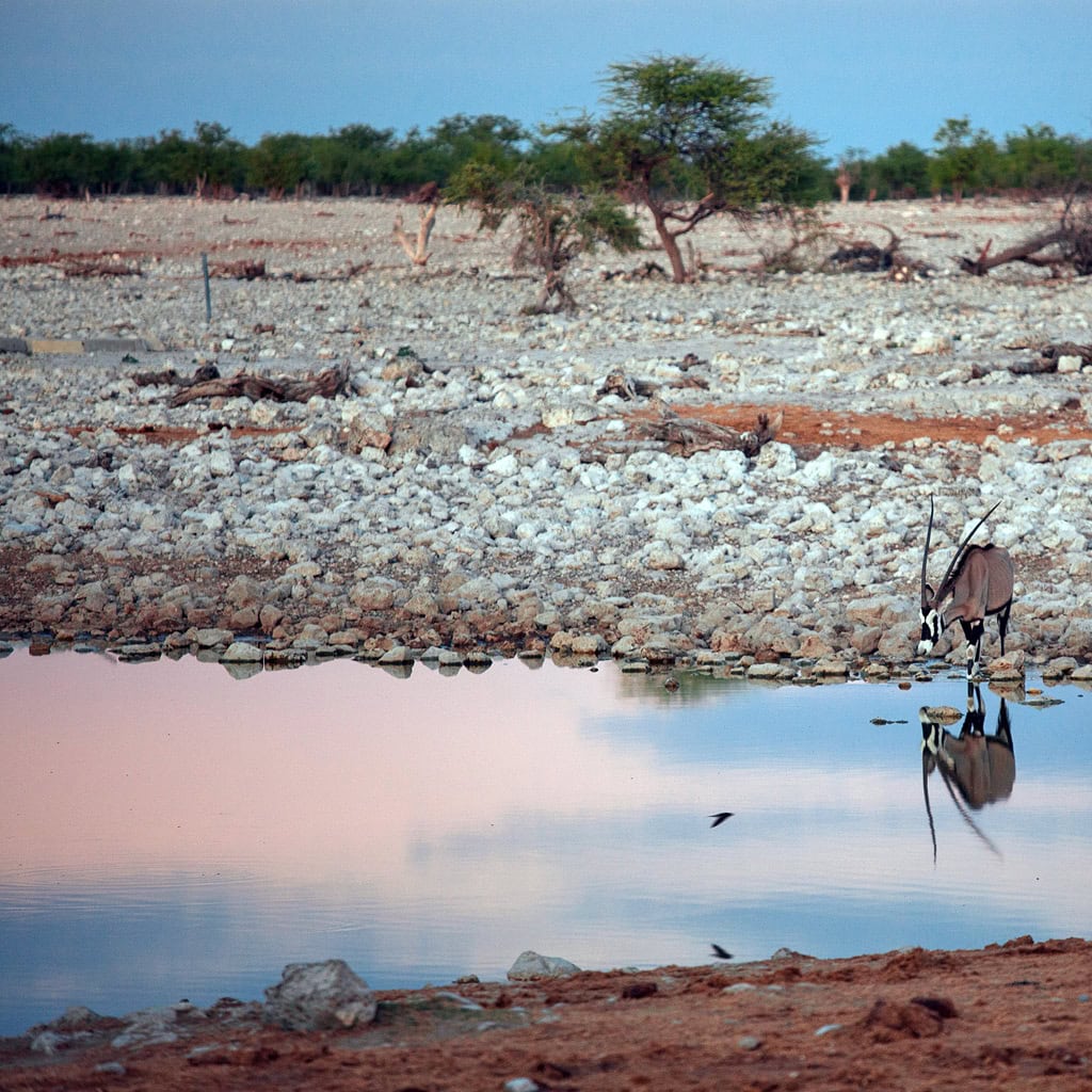 Tolle Aufnahme eines Oryx an einem Wasserloch in Namibia