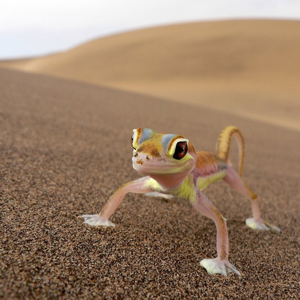 Leopardgecko in der Namib Wüste
