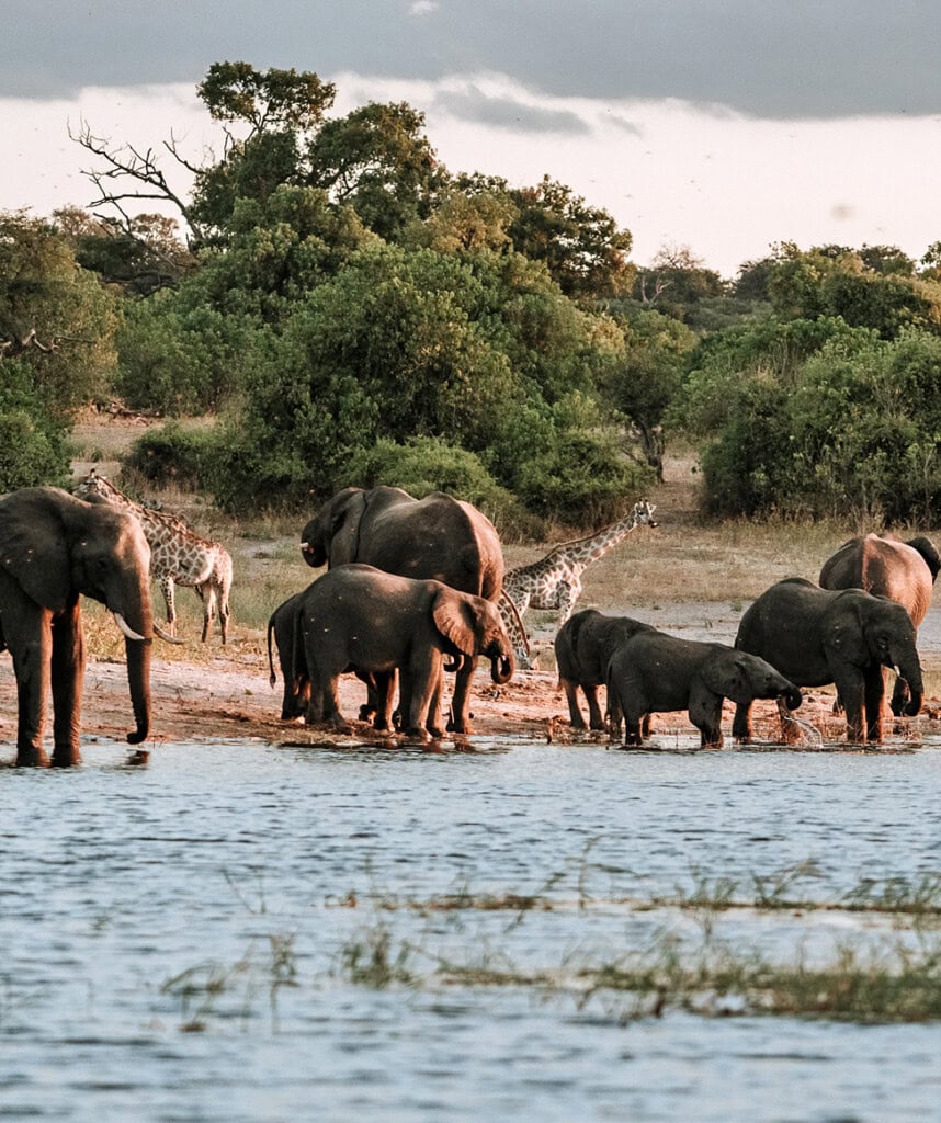 Elefanten am Flussufer des Chobe