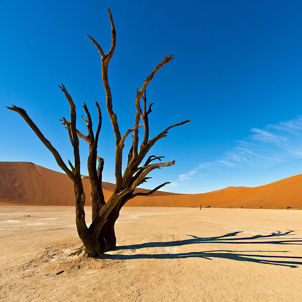 Kameldornbaum im Deadvlei
