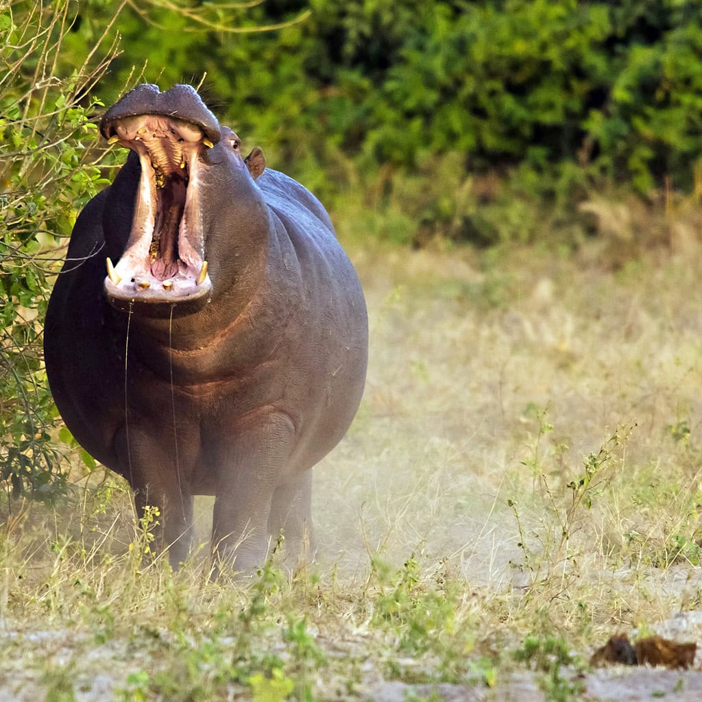Flußpferd auf Fotosafari in Botswana