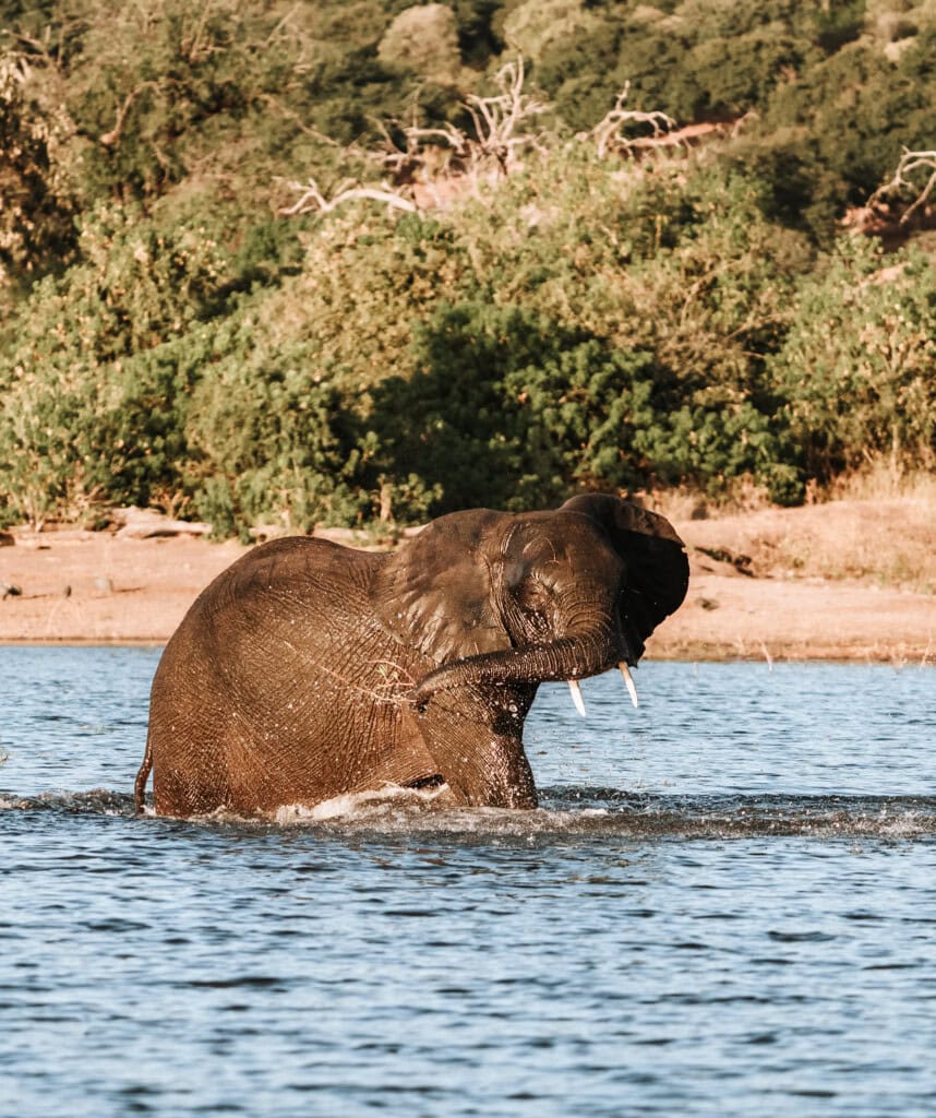 Elefant beim Baden im Chobe Fluss
