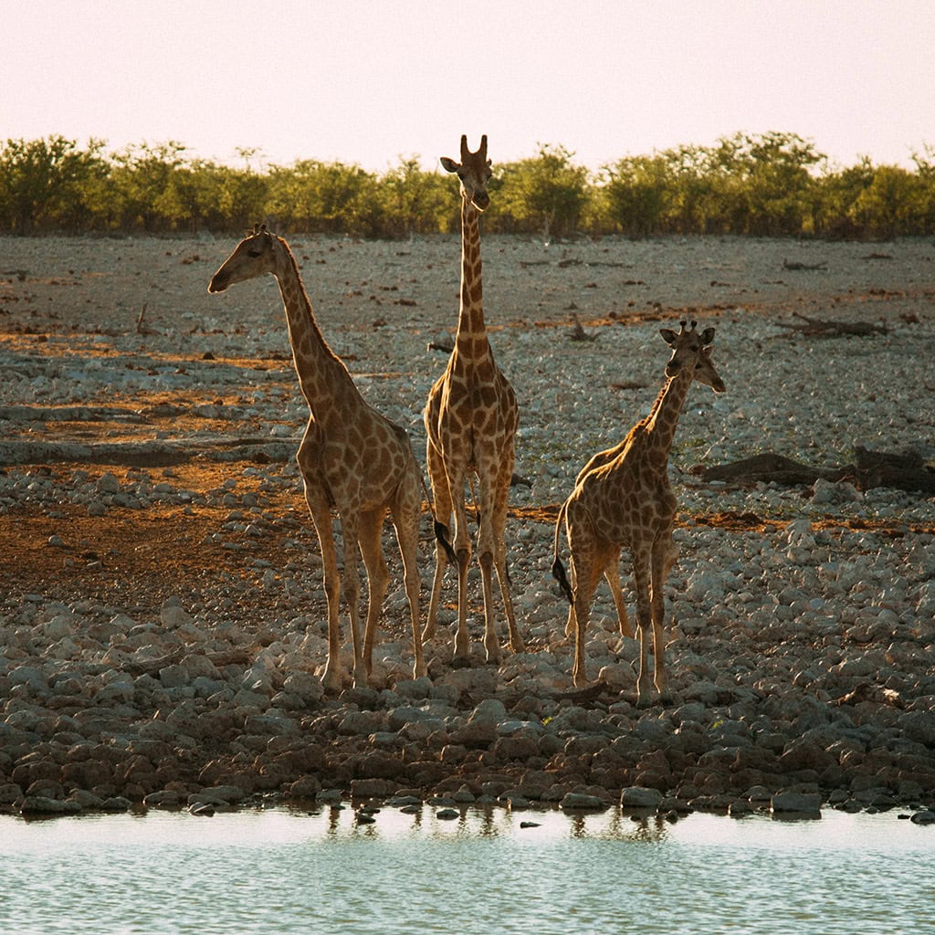 Eine Giraffe am Wasserloch in Namibia