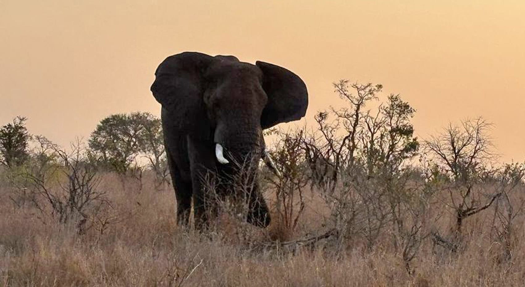Elefant in Südafrika.