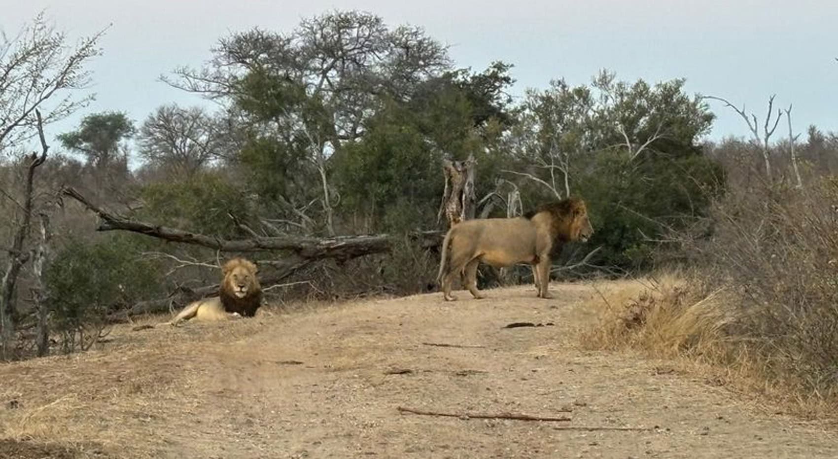 Löwen in Südafrika.