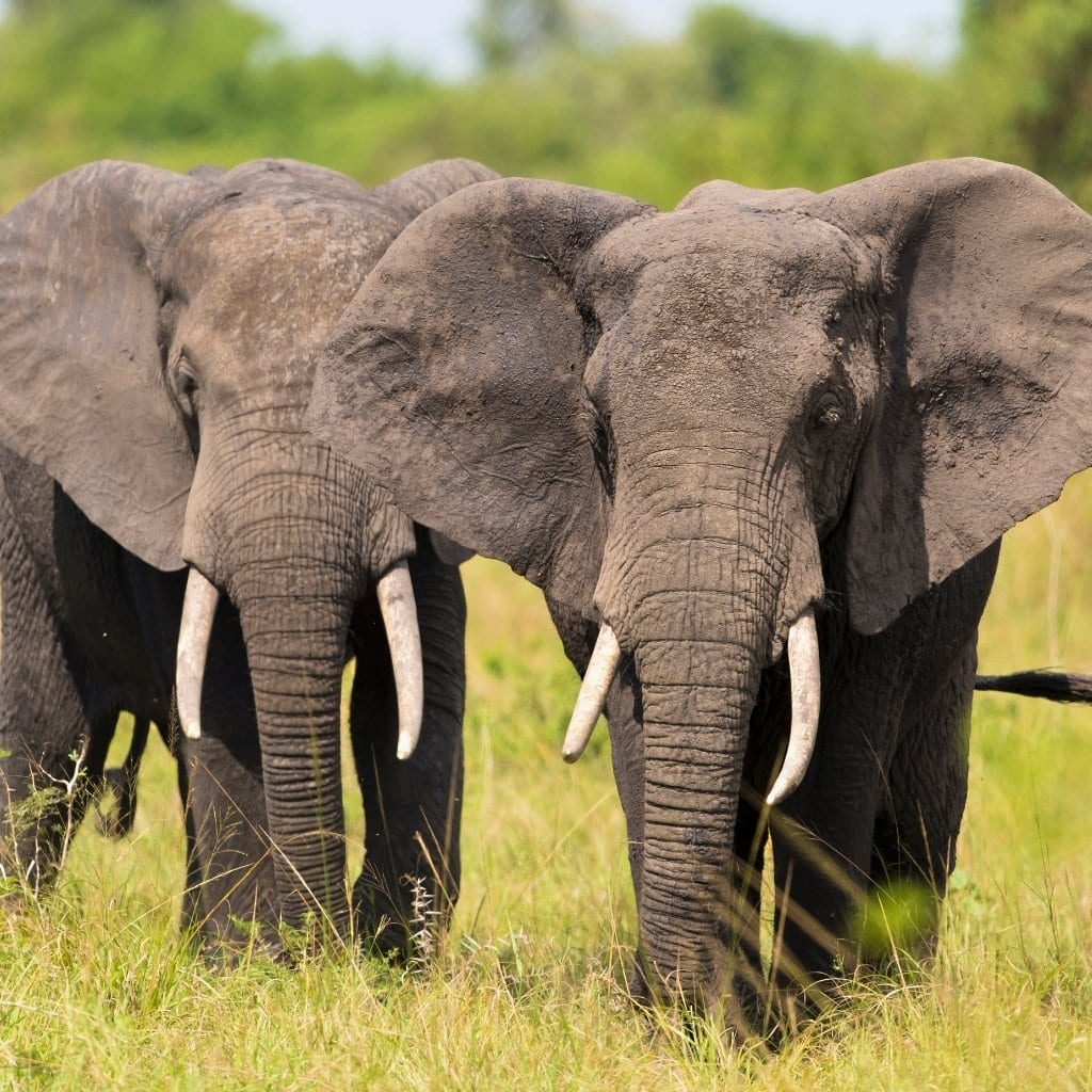 Zwei große Elefanten laufen durch das Gras in Botswana
