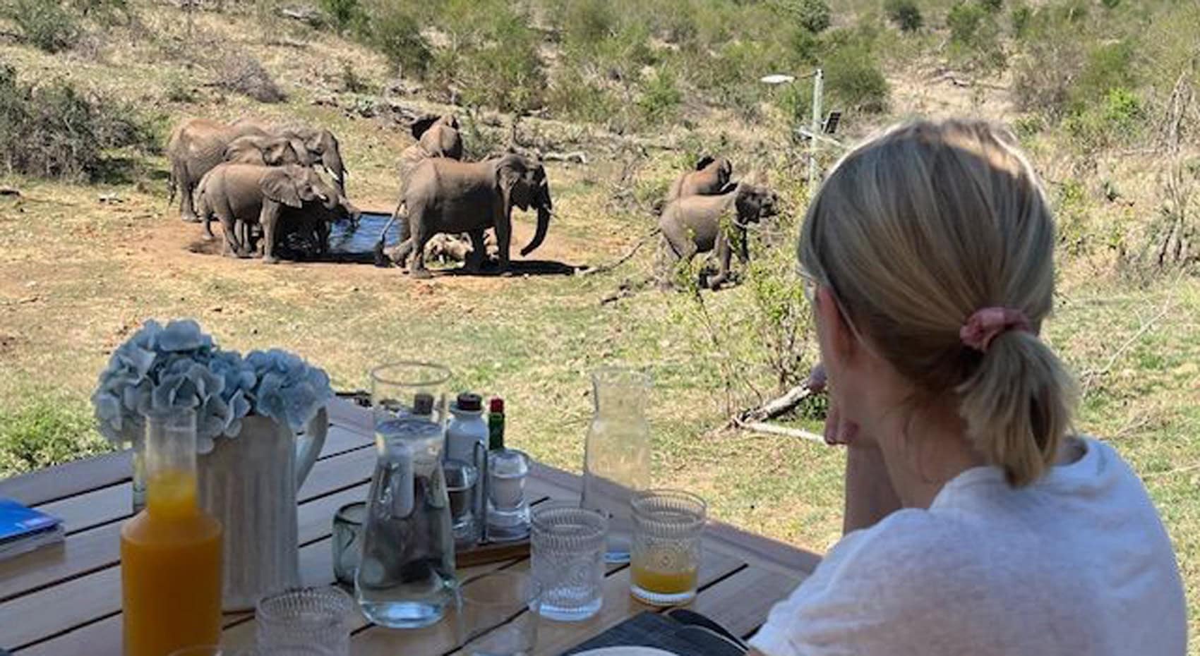 Ein Gast beobachtet beim Frühstück Elefanten im Balule Game Reserve. Ein Gast beobachtet beim Frühstück Elefanten im Balule Game Reserve.