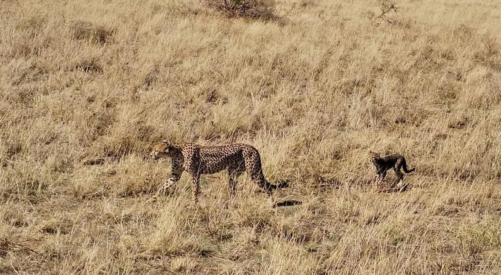 Gepardenmutter und Kind in Kenia